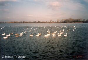 Tovačov, Tovačovské rybníky