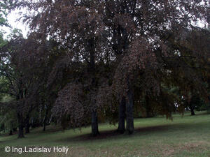 Arboretum Sola gratia, Bystřice pod Hostýnem