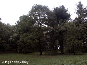 Arboretum Sola gratia, Bystřice pod Hostýnem