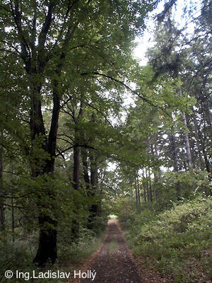 Arboretum Sola gratia, Bystřice pod Hostýnem