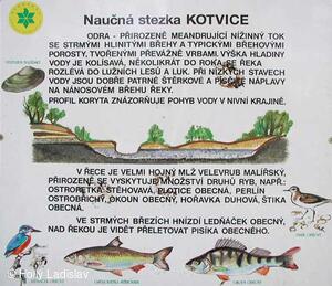 Naučná stezka KOTVICE