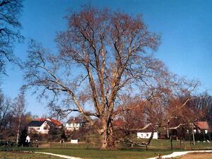 Památný strom Platan javorolistý (Platanus acerifolia), Bartošovice