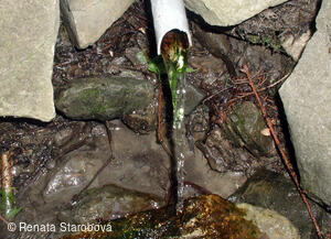 Studánka Ohloběnka