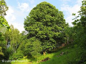 Survival pobyt pod Kykulou