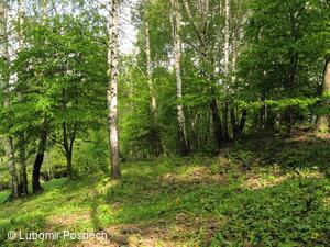 Survival pobyt pod Kykulou