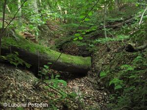 Survival pobyt pod Kykulou