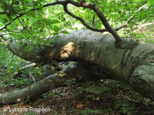 Survival pobyt pod Kykulou