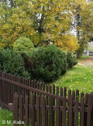 Petřvald